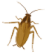 ゴキブリ駆除