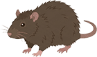 ドブネズミ
