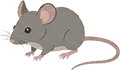 ハツカネズミ