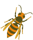 ハチ