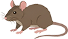 ネズミ