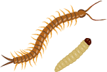 その他害虫